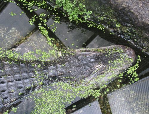 Krokodilas, Vanduo, Žalias