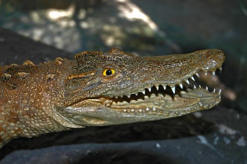 Krokodilas, Aligatorius, Portretas