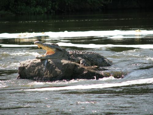 Krokodilas, Ropliai, Rokas, Plėšrūnas, Aligatorius, Dantys, Burna, Laukinė Gamta, Pavojingas, Driežas, Safari, Afrika, Žandikauliai, Vanduo, Upė