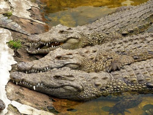 Krokodilas, Afrika, Ropliai
