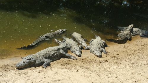 Krokodilas, Aligatorius, Ropliai, Laukinė Gamta, Pavojus, Indija, Laukiniai, Gyvūnas