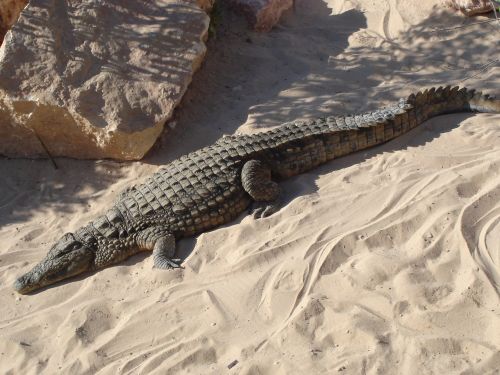 Krokodilas, Aligatorius, Ropliai, Gators
