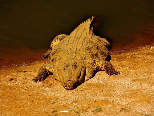 Krokodilas, Gyvūnai, Afrika