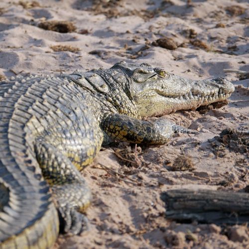 Krokodilas, Afrika, Pavojingas, Botsvana, Ropliai, Safari