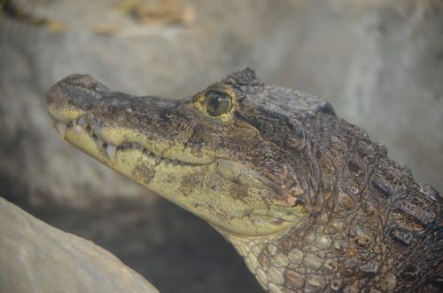 Krokodilas, Caiman, Jaunas
