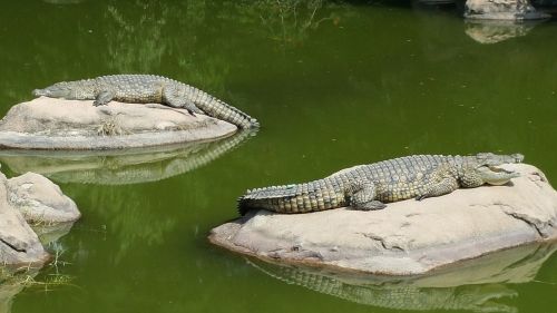 Krokodilas, Tingus Dieną, Krokodilai Uolose