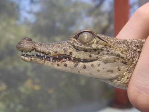 Krokodilas, Cub, Meksika