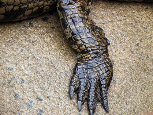 Krokodilas, Gyvūnas, Gamta, Gad, Galūnė, Saint Lucia, Pietų Afrika