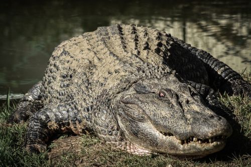 Krokodilas, Aligatorius, Gyvūnas