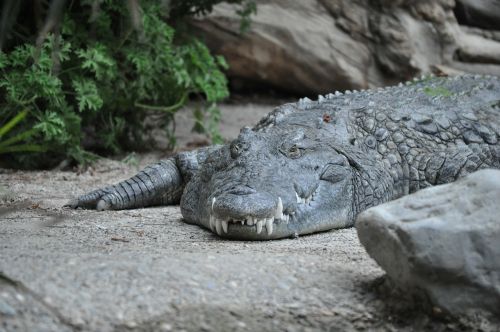 Krokodilas, Aligatorius, Ropliai, Gyvūnas, Zoologijos Sodas, Dantis