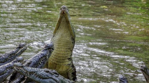 Krokodilas, Gamta, Laukiniai, Laukinė Gamta, Kenya, Mombasa, Dayoutke, Afrika, Afrika