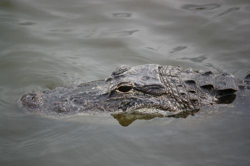 Krokodilas, Aligatorius, Ropliai