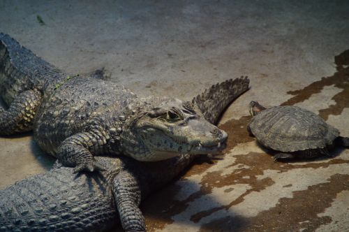Krokodilas, Aligatorius, Vėžlys, Zoologijos Sodas, Gaubtas, Kaimanas