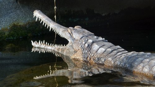 Krokodilas,  Aligatorius,  Predator,  Pavojinga,  Dantis,  Šaltakraujiškai Gyvūnai,  Panzer
