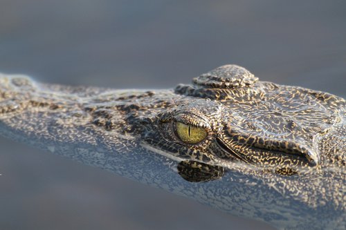 Krokodilas,  Gyvūnijos,  Afrikoje,  Pobūdį,  Pavojinga,  Akis