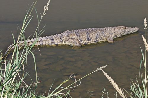 Krokodilas, Ropliai, Amfibija, Laukinė Gamta