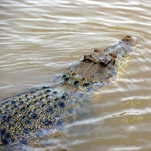 Krokodilas, Aligatorius, Upė, Laukinė Gamta, Ropliai, Plėšrūnas