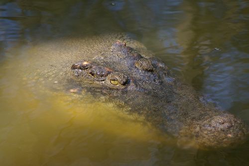 Krokodilas, Vanduo, Veidas, Akys, Pavojus, Laukiniai, Queensland, Australia, Aligatorius, Plėšrūnas