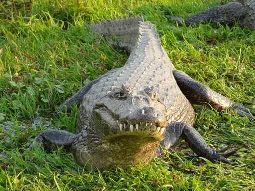 Krokodilas, Aligatorius, Argentina, Gyvūnai, Ropliai