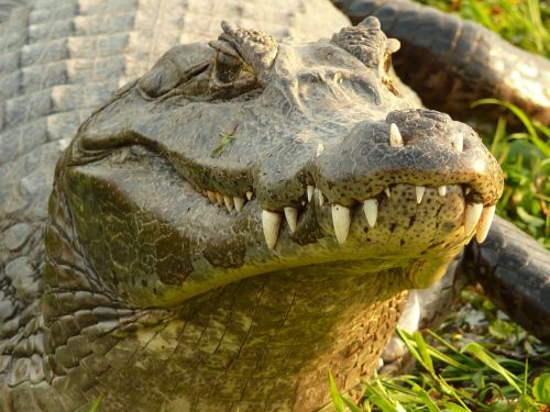Krokodilas, Aligatorius, Ropliai, Argentina, Dantis, Gyvūnai