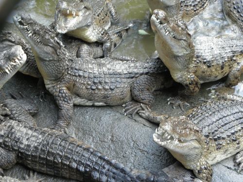 Krokodilas, Ropliai, Filipinų Krokodilas, Crocodylus Mindorensis, Panzerio Turtas