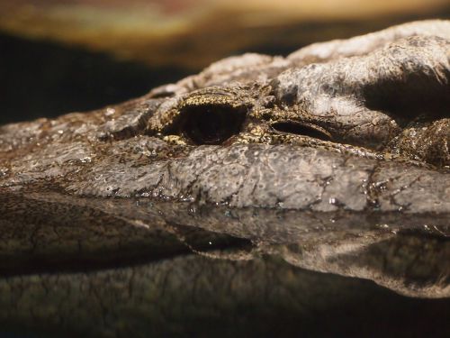 Krokodilas, Aligatorius, Vanduo, Zoologijos Sodas