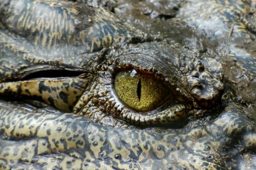 Krokodilas, Akis, Gyvūnas, Gamta, Ropliai, Australia