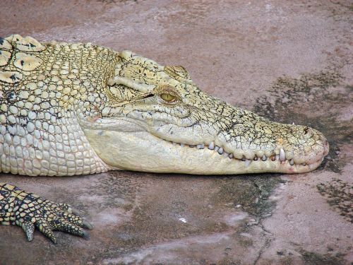 Krokodilas, Profilis, Uždaryti