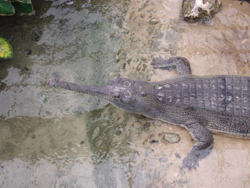Krokodilas, Vanduo, Jaudulys