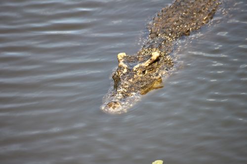 Krokodilas, Kuba, Gyvūnas