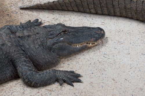Krokodilas, Zoologijos Sodas, Aligatorius