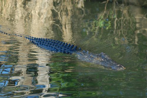 Krokodilas, Australia, Kakadu Nacionalinis Parkas, Lichtspiel