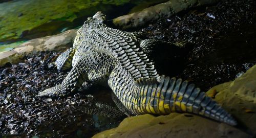 Krokodilas, Aligatorius, Skalė, Ropliai, Uodega, Tamsi