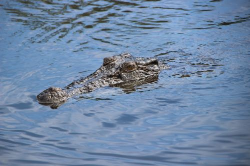 Krokodilas,  Upė,  Australia,  Gamta,  Gyvūnas