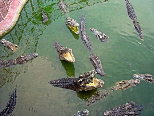 Krokodilas,  Samut Prakan,  Tailandas
