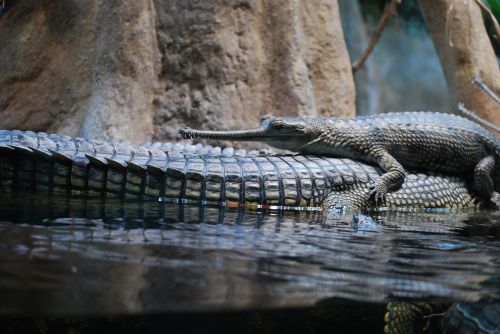 Krokodilas,  Gyvūnas,  Prague Zoologijos Sode