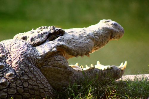 Krokodilas,  Gyvūnas,  Zoologijos Sode