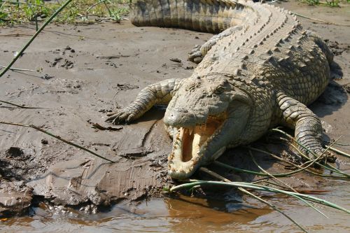 Krokodilas, Nile, Etiopija, Ežero Čamo