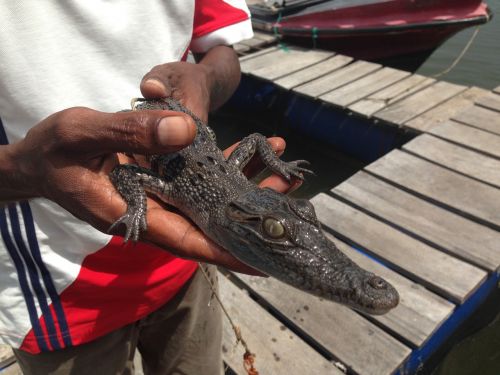 Krokodilo Kūdikis Rankose, Šri Lanka, Kubas, Krokodilas