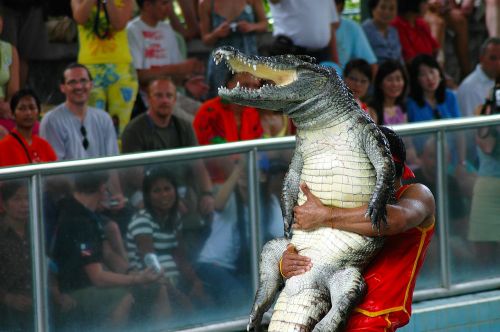 Krokodilų Juosta, Milijonų Metų Akmens Parkas, Tailandas