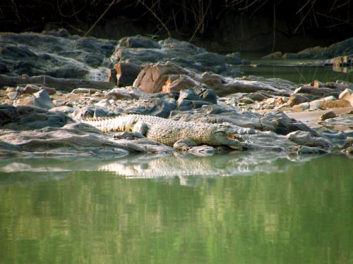 Krokodilas,  Laukiniai,  Gyvūnas,  Upė,  Namibija,  Žalias,  Vanduo,  Pavojingas,  Dantys,  Ropliai,  Krokodilas Prie Upės Kranto
