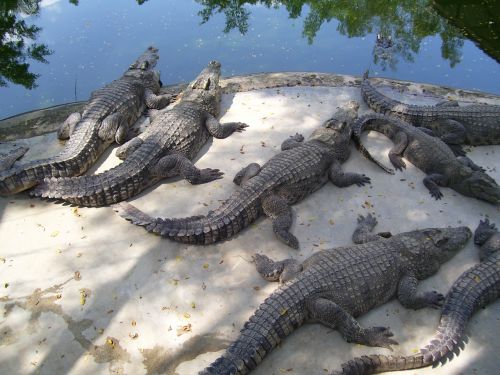 Krokodilai, Gyvūnai, Vanduo