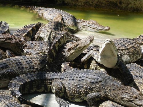 Krokodilai, Krokodilų Ūkis, Vasara, Ropliai, Plėšrūnas, Pavojingas Gyvūnas, Gyvūnai, Pavojus, Pavojinga Ropliai, Melas, Fauna