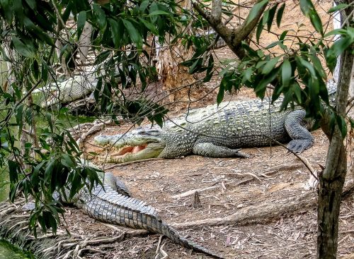 Krokodilai, Queensland, Australia, Gyvūnai, Ropliai, Cairns Crockfarm