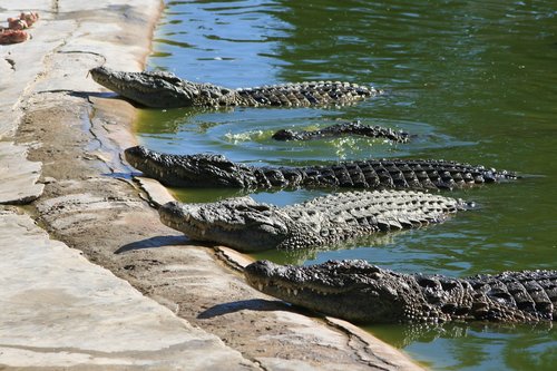 Krokodilai,  Roplys,  Predator,  Pobūdį,  Pavojinga,  Gyvūnijos Pasaulyje,  Vandens,  Krokodilas Ūkis