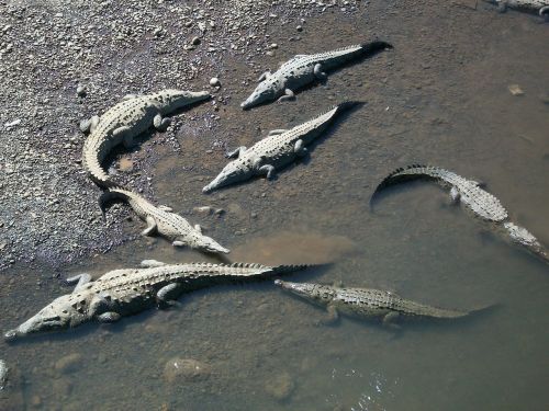 Krokodilai, Aligatorius, Ropliai, Baugus, Pavojingas, Plėšrūnas, Laukinė Gamta