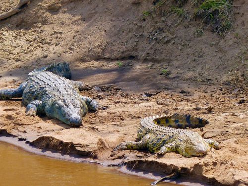 Krokodilai, Ropliai, Safari, Afrika, Dantys, Kenya