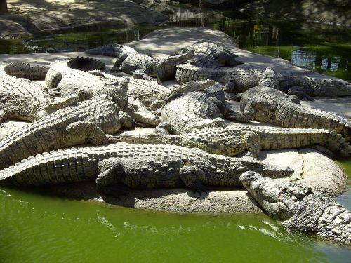 Krokodilai, Gamta, Ropliai, Pavojingas, Laukinė Gamta, Aligatorius, Zoologijos Sodas