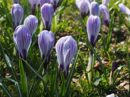 Crocus, Gėlė, Pavasaris, Bühen, Violetinė, Violetinė, Dryžuotas, Spalvinga, Žiedas, Žydėti, Pavasario Gėlės, Gėlės