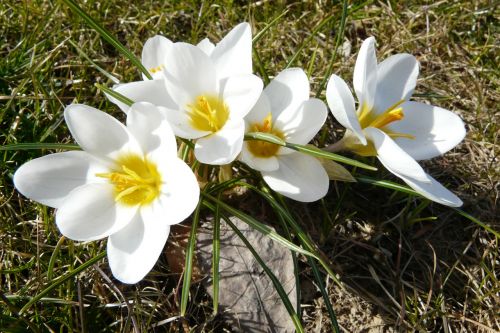 Crocus, Gėlės, Balta, Frühlingsanfang, Geltona, Balta Gėlė, Pavasaris, Baltas Žiedas
